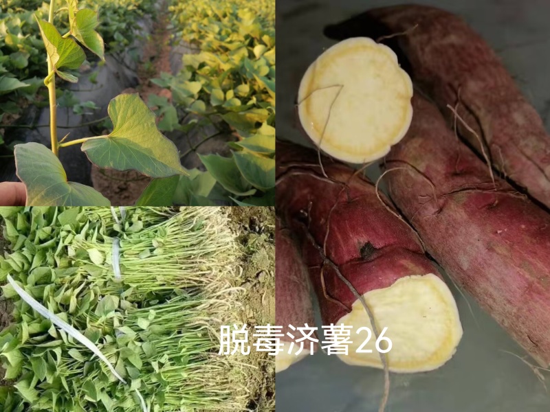 出售脱毒：济薯26红薯苗！高产瓜型好.口感纯正.易储存！