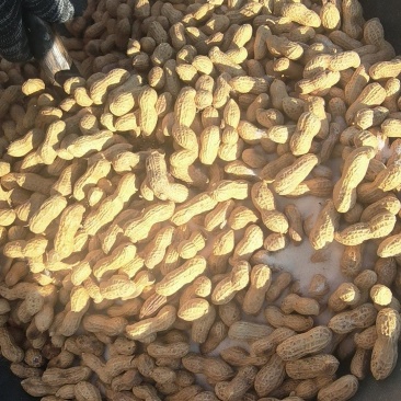 河北唐山大铁锅手工现炒原味花生，量大味美鲜香，欢迎采购