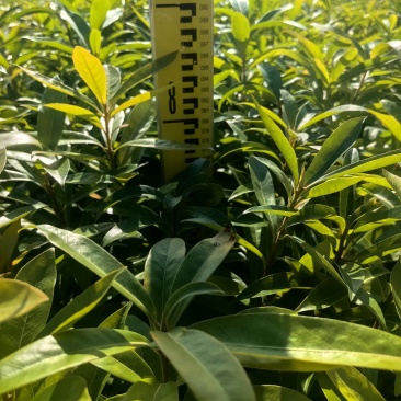 木荷绿化苗木造林苗荷树木荷产地直供量大优惠