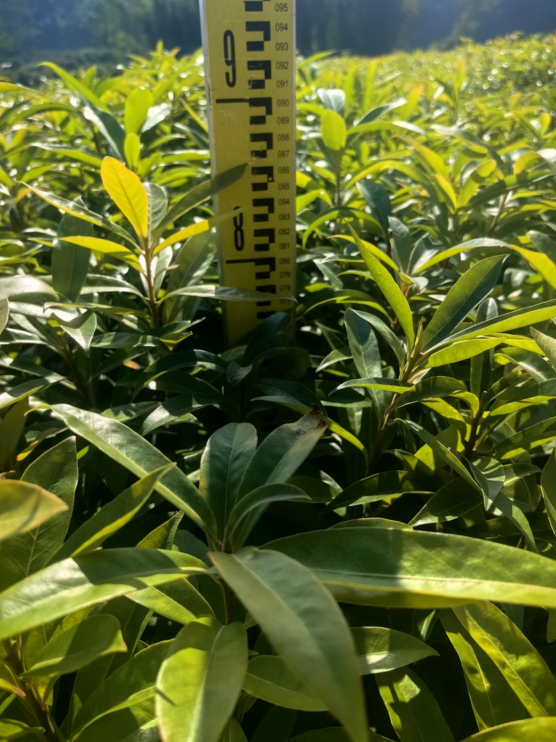木荷绿化苗木造林苗荷树木荷产地直供量大优惠
