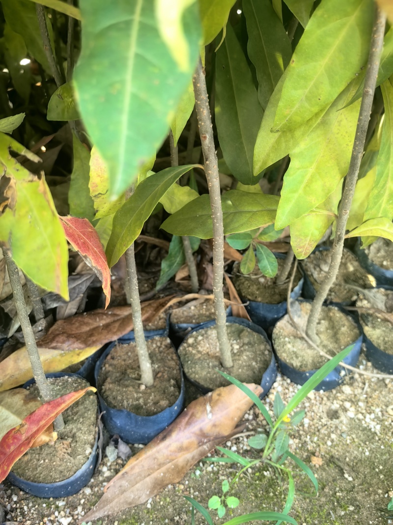 木荷绿化苗木造林苗荷树木荷产地直供量大优惠