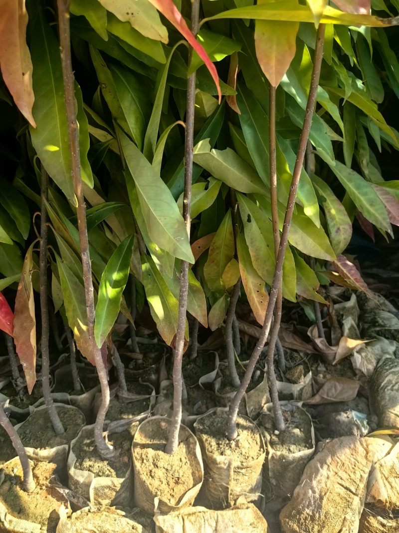木荷绿化苗木造林苗荷树木荷产地直供量大优惠