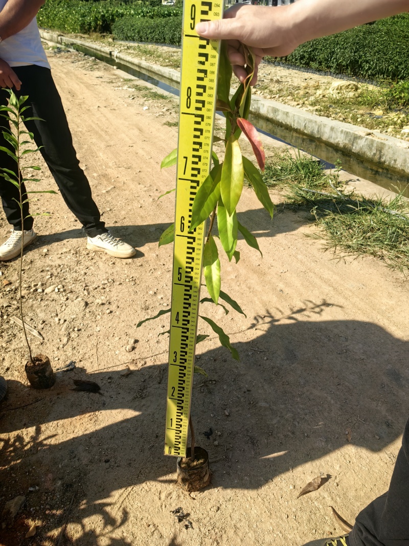 木荷绿化苗木造林苗荷树木荷产地直供量大优惠