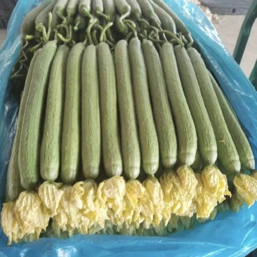 丝瓜鲜花丝瓜山东产区直发保质保量价钱实惠对接全国