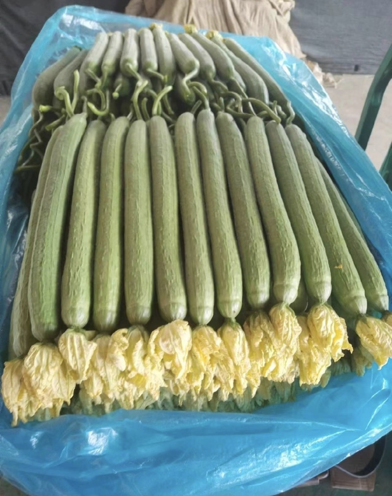 丝瓜鲜花丝瓜山东产区直发保质保量价钱实惠对接全国