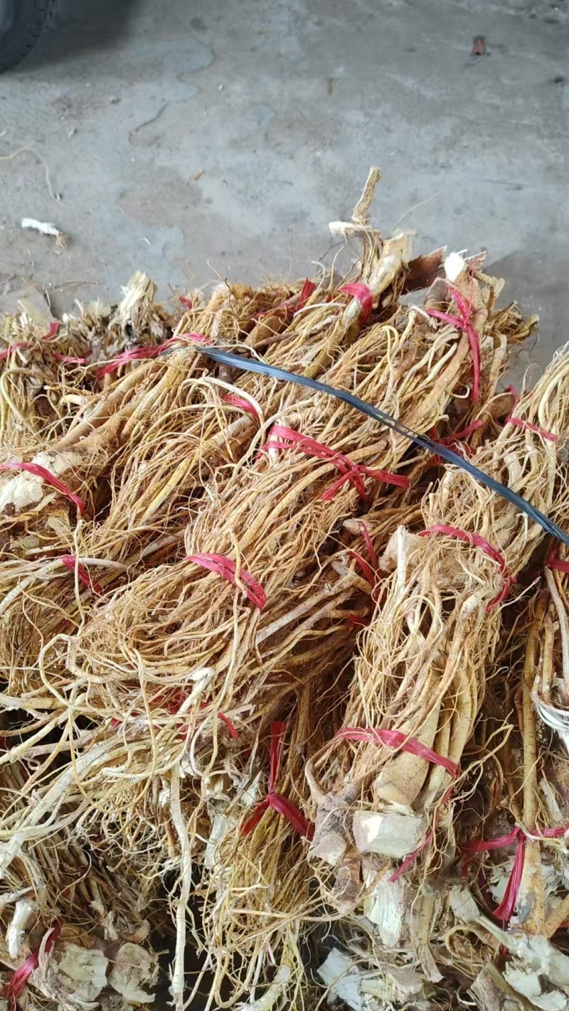 五指毛桃