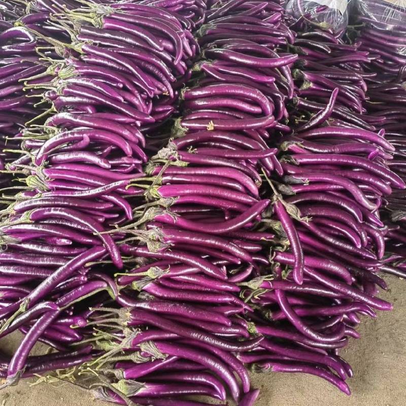 红线茄山东产区直发质量保证价钱实惠对接全国