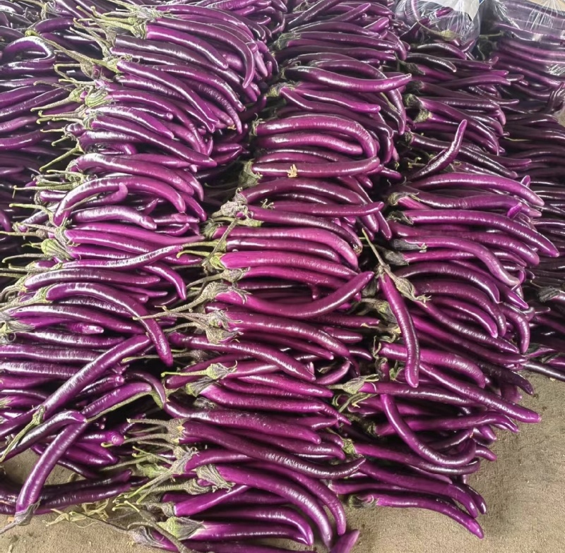 红线茄山东产区直发质量保证价钱实惠对接全国