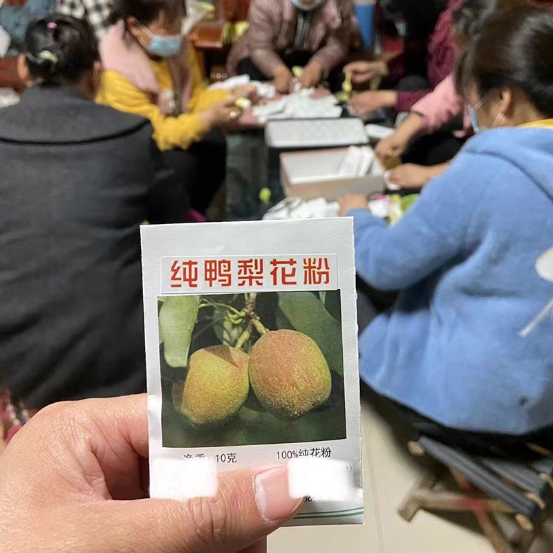 正品河北赵县苹果花粉河北产地直销，对接商超，批发市场