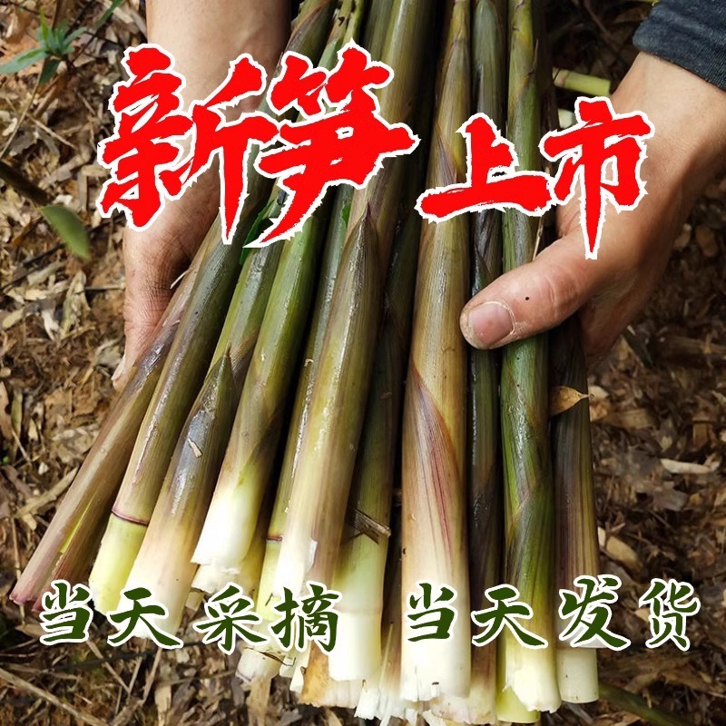 野生小竹笋，甜笋包邮