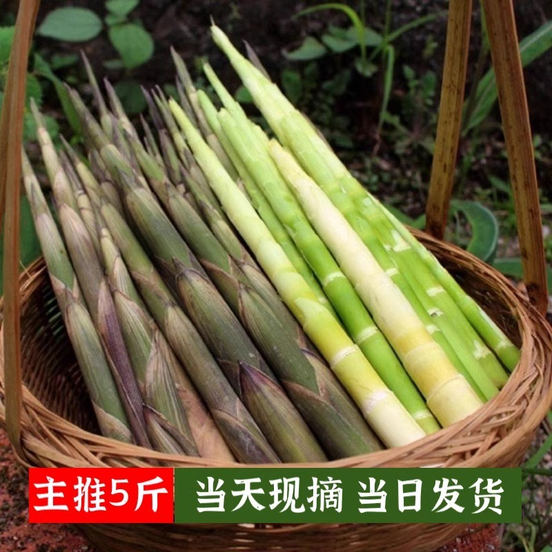 野生小竹笋，甜笋包邮