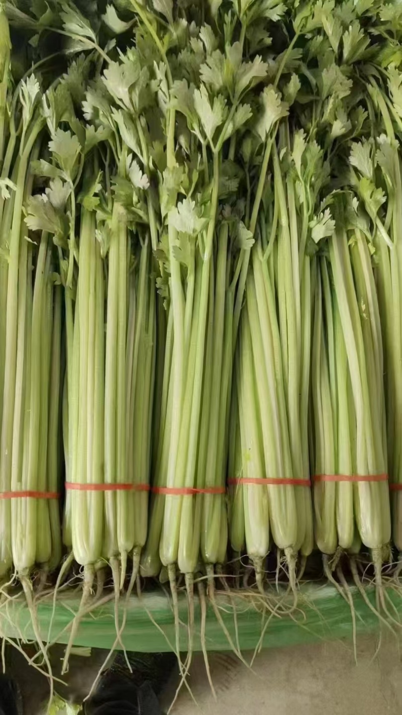 【毛芹】山东青菜毛芹清水洗菜净菜毛菜半毛菜打捆上车自家大