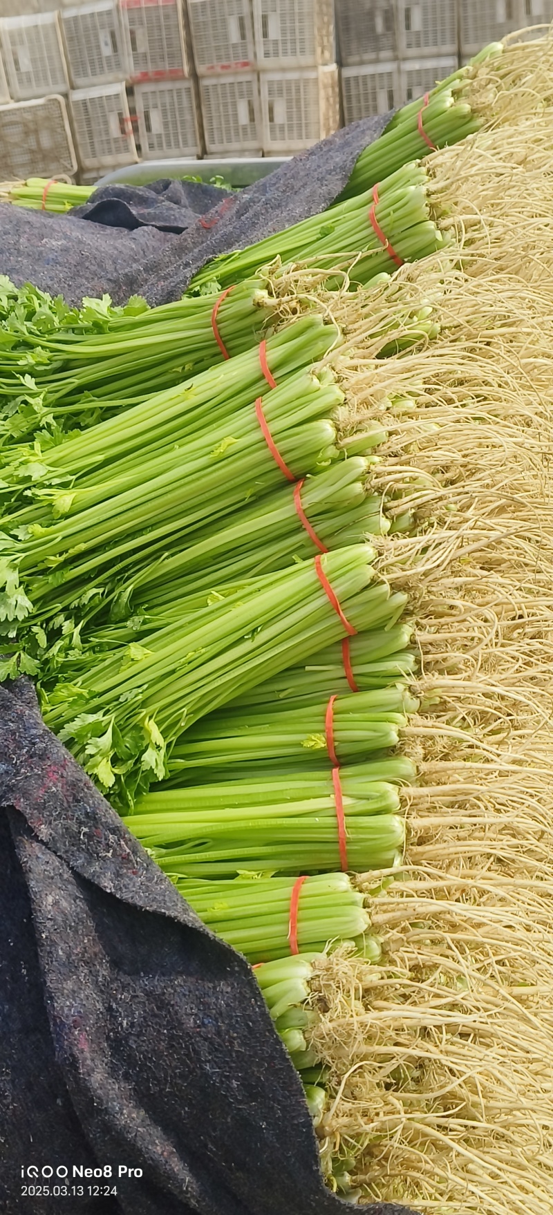 【毛芹】山东青菜毛芹清水洗菜净菜毛菜半毛菜打捆上车自家大