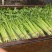 【毛芹】山东青菜毛芹清水洗菜净菜毛菜半毛菜打捆上车自家大