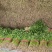 【毛芹】山东青菜毛芹清水洗菜净菜毛菜半毛菜打捆上车自家大