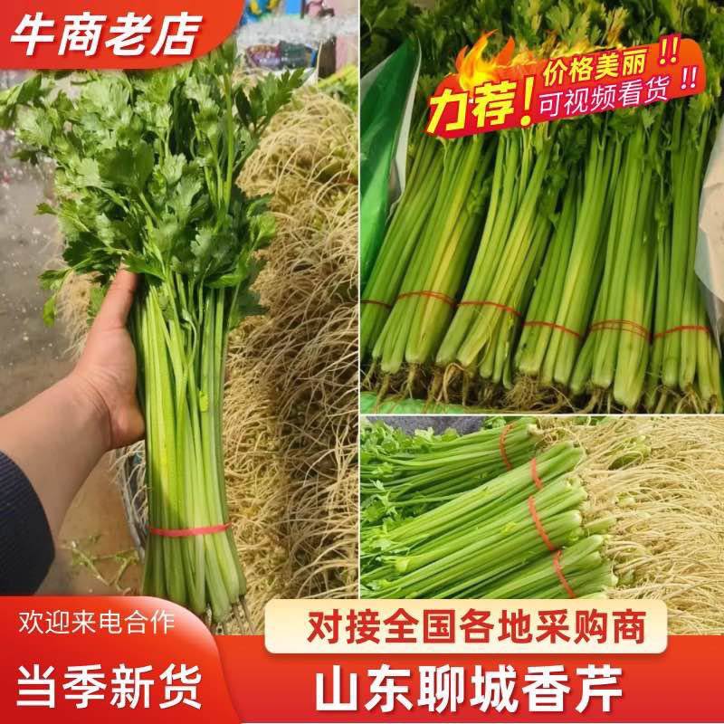 【毛芹】山东青菜毛芹清水洗菜净菜毛菜半毛菜打捆上车自家大