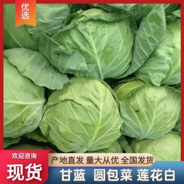 莲花白圆包菜甘蓝商超供货，打包装车发货一条龙服务