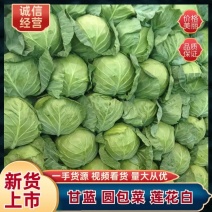圆包菜/莲花白/产地直供质量保证一手货源