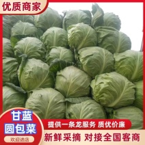 甘蓝大量上市/产地直供大量有货/对接全国