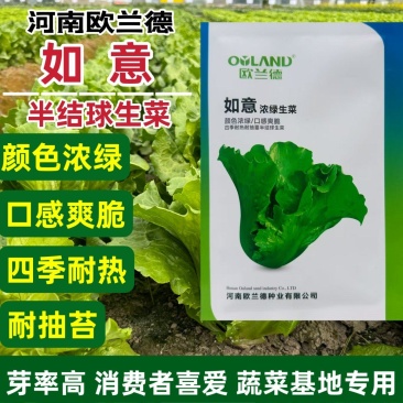 如意浓绿生菜种籽四季耐热耐抽薹半结球生菜种子散叶生菜种子