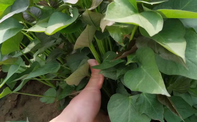 李哥红薯苗