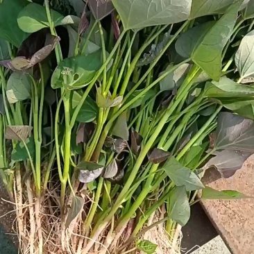 李哥红薯苗