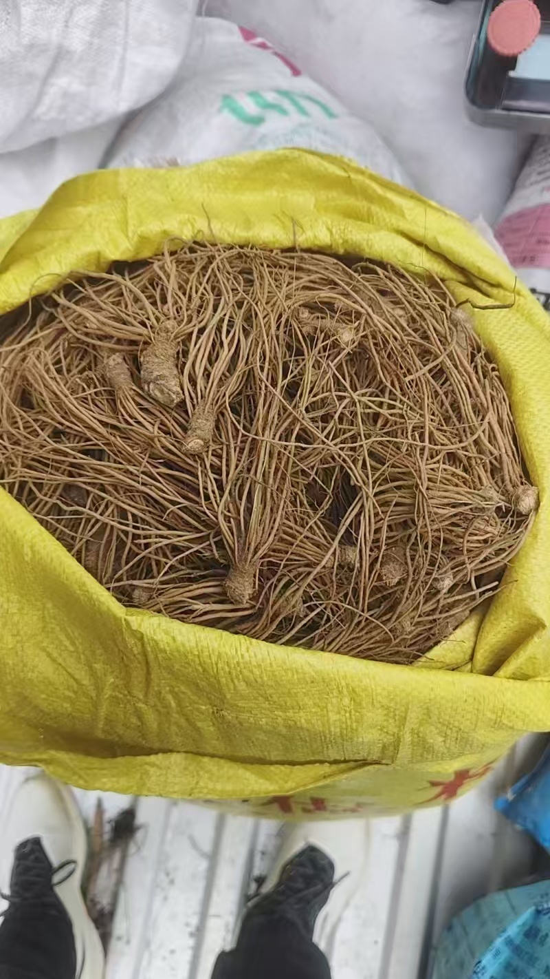 野生新鲜现挖地胆头量大从优