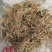 野生新鲜现挖地胆头量大从优