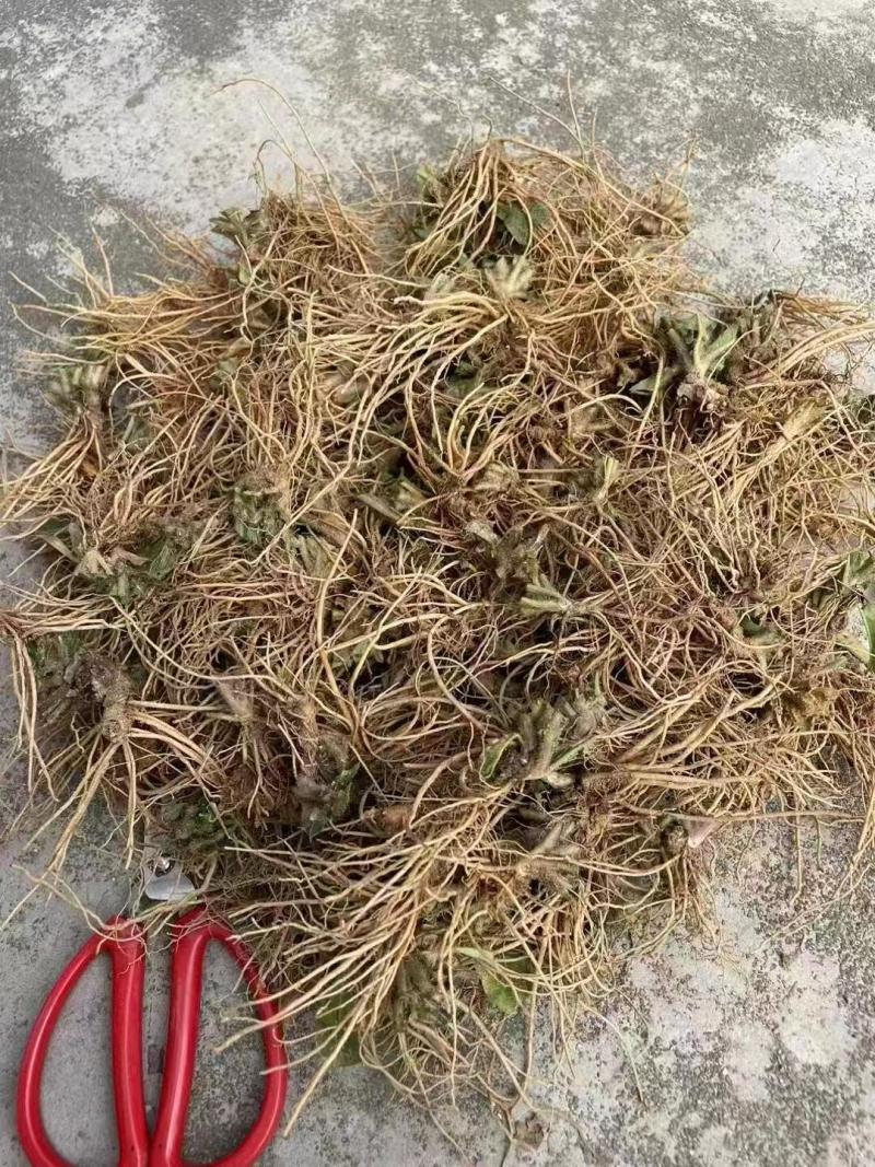 野生新鲜现挖地胆头量大从优
