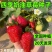 四季奶油草莓苗带盆带土种籽子可食用红颜四季结果阳台可种