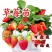 四季奶油草莓苗带盆带土种籽子可食用红颜四季结果阳台可种