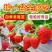 四季奶油草莓苗带盆带土种籽子可食用红颜四季结果阳台可种