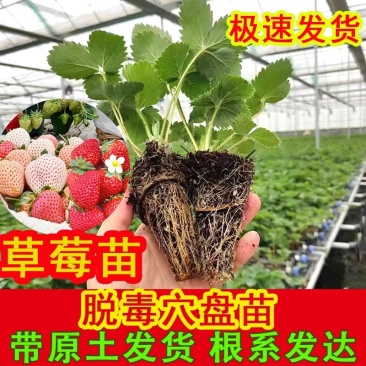 四季奶油草莓苗带盆带土种籽子可食用红颜四季结果阳台可种