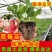 四季奶油草莓苗带盆带土种籽子可食用红颜四季结果阳台可种