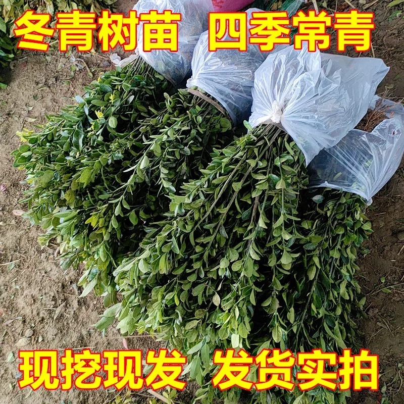 冬青树苗四季常青庭院围墙篱笆植物耐寒旱北道大叶绿苗