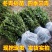 冬青树苗四季常青庭院围墙篱笆植物耐寒旱北道大叶绿苗
