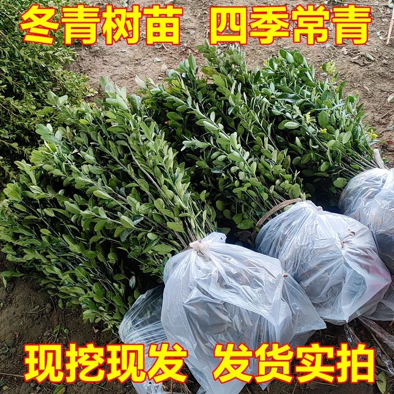 冬青树苗四季常青庭院围墙篱笆植物耐寒旱北道大叶绿苗