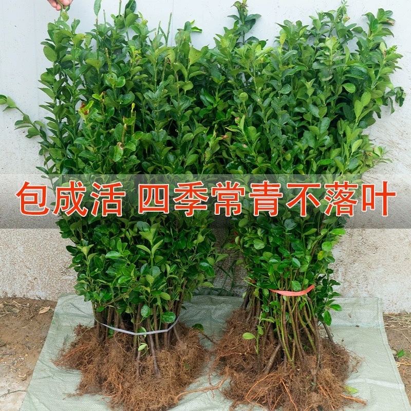 冬青树苗四季常青庭院围墙篱笆植物耐寒旱北道大叶绿苗