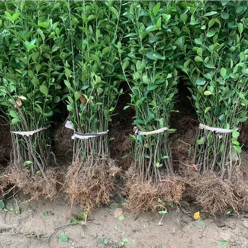 冬青树苗四季常青庭院围墙篱笆植物耐寒旱北道大叶绿苗