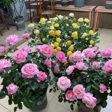 月季花苗果汁阳台四季开花卉盆栽绿植物室内花易活玫瑰带花包