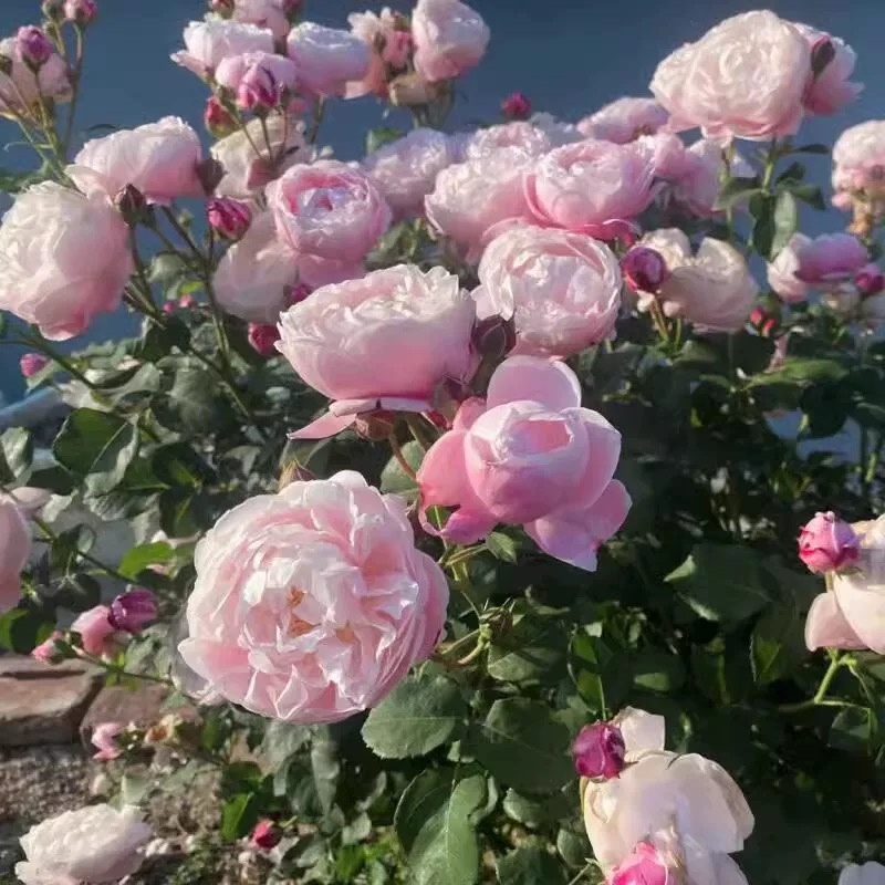 月季花苗果汁阳台四季开花卉盆栽绿植物室内花易活玫瑰带花包