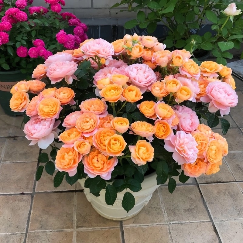 月季花苗果汁阳台四季开花卉盆栽绿植物室内花易活玫瑰带花包