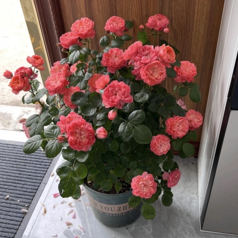月季花苗果汁阳台四季开花卉盆栽绿植物室内花易活玫瑰带花包