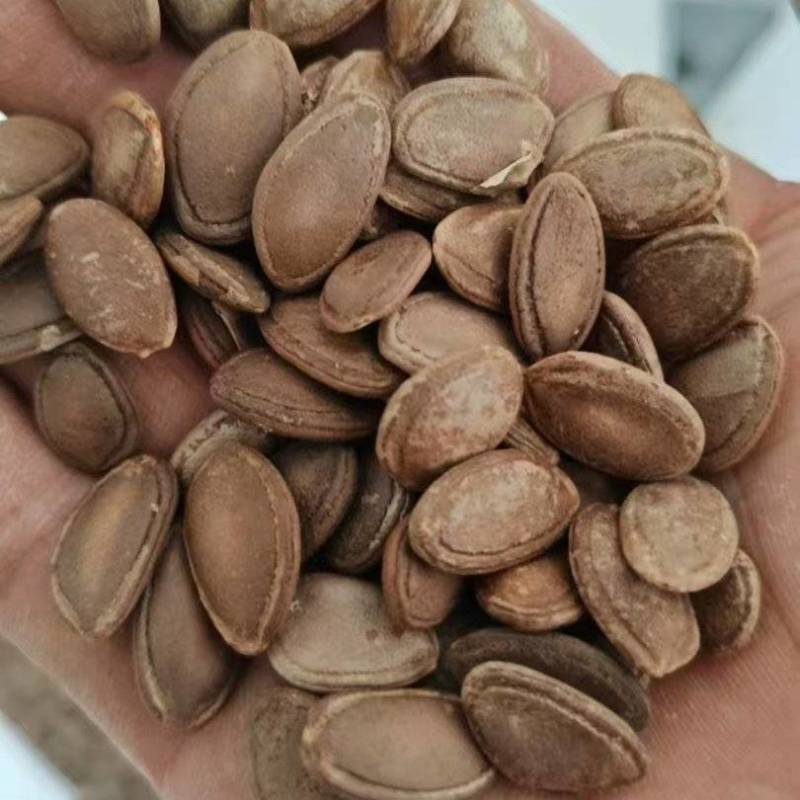 【产地直发】双边瓜蒌籽，大量供应，可视频看货