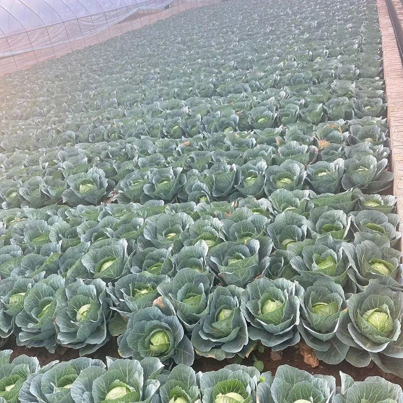 河南甘蓝一手货源产地直发对接批发商商超