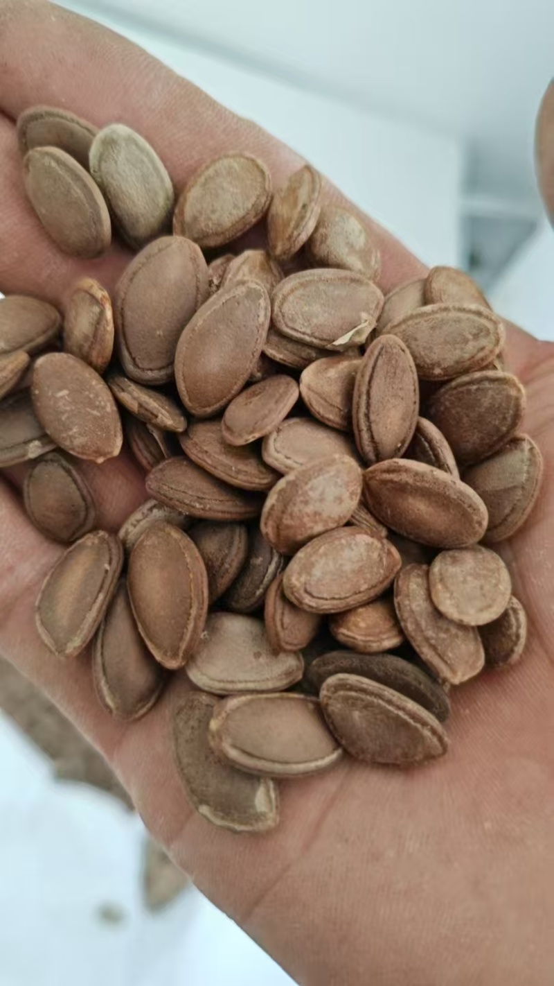 【产地直发】双边瓜蒌籽，大量供应，可视频看货