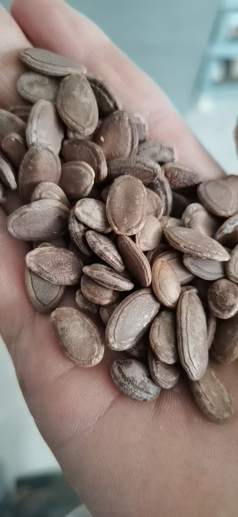 【产地直发】双边瓜蒌籽，大量供应，可视频看货