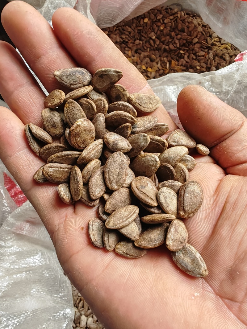 【产地直发】双边瓜蒌籽，大量供应，可视频看货