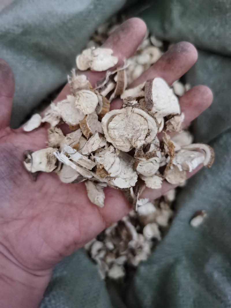 苦参，10号筛货