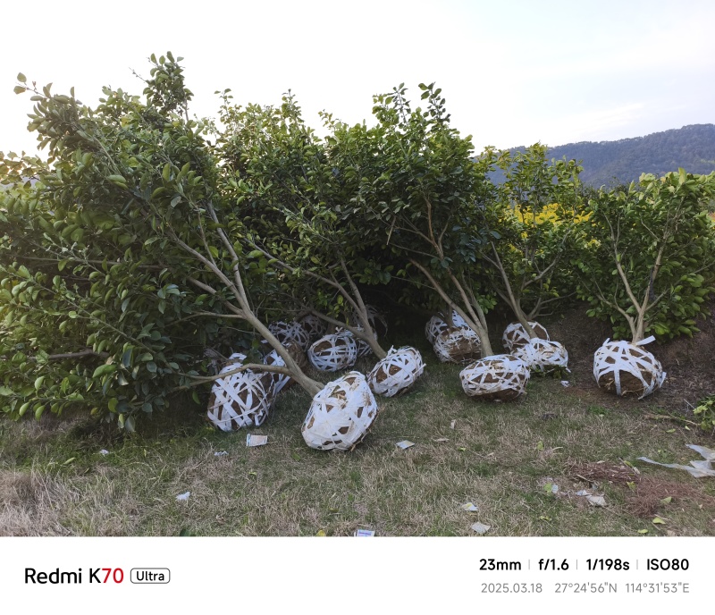 安福金兰柚柚子老树量大从优，诚信合作，欢迎来电